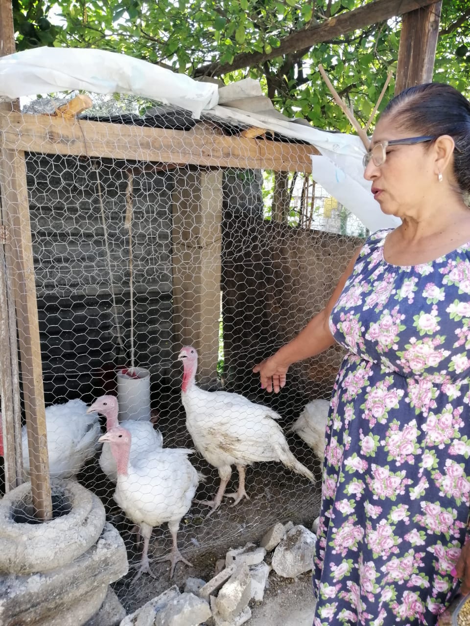 Programa de Engorda de pavos de traspatio que se llevó a cabo en la primera etapa en 15 localidades del Estado de Yucatán