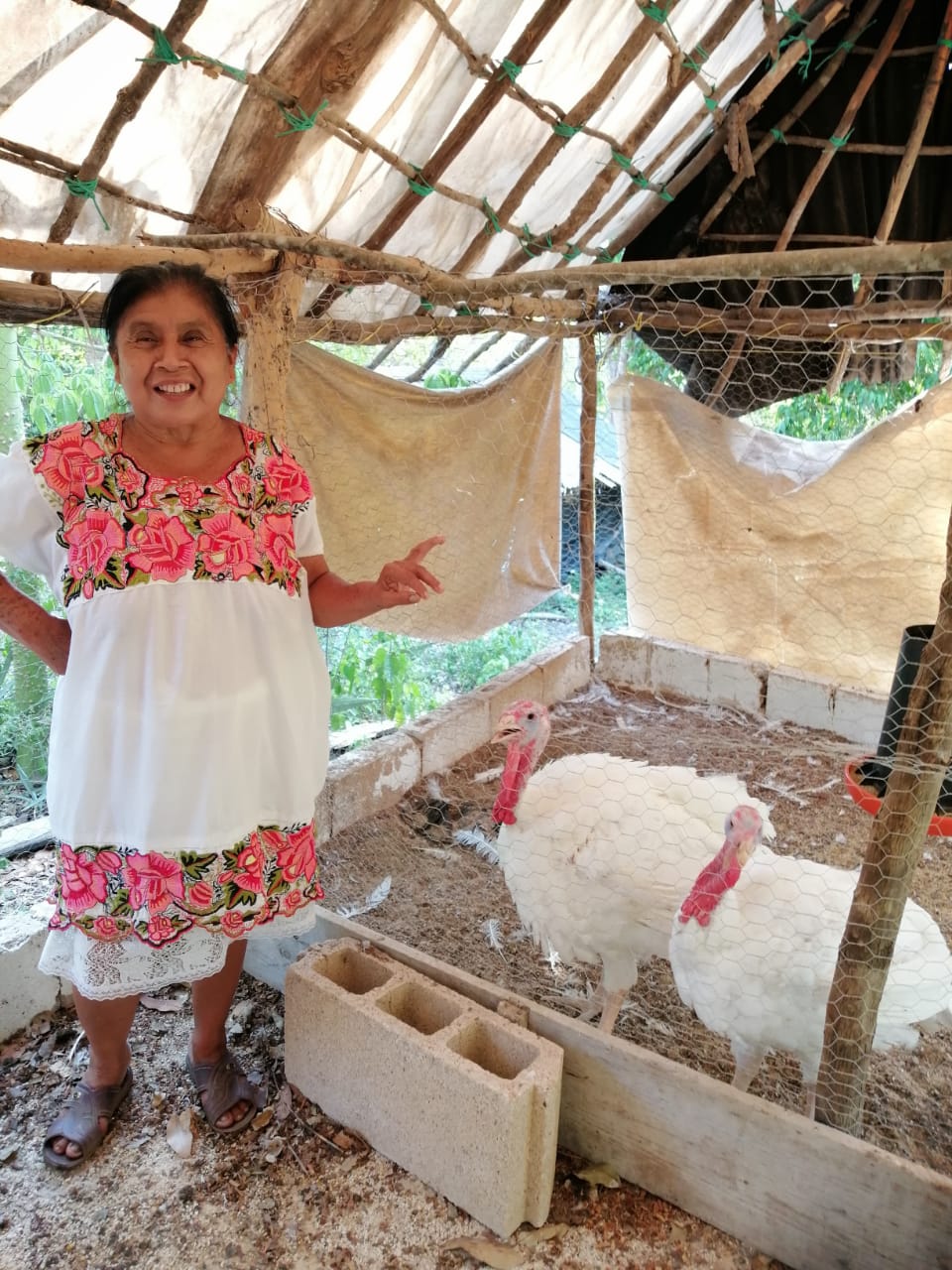 Programa de Engorda de pavos de traspatio que se llevó a cabo en la primera etapa en 15 localidades del Estado de Yucatán